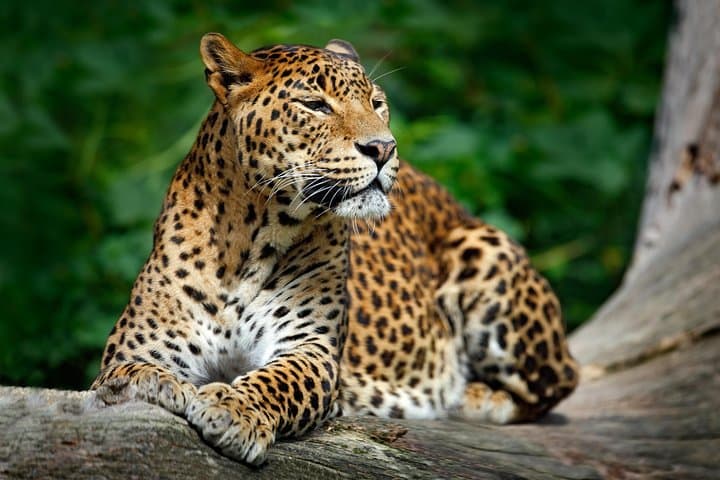 Wilpattu National Park Safari: Leopard, Sloth Bear & Birding from Negombo