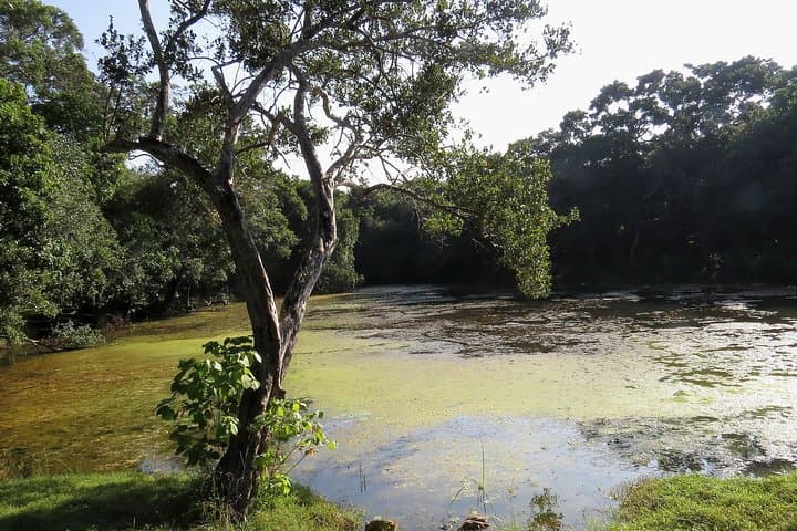 Wilpattu National Park Safari: Leopard, Sloth Bear & Birding from Negombo photo 4
