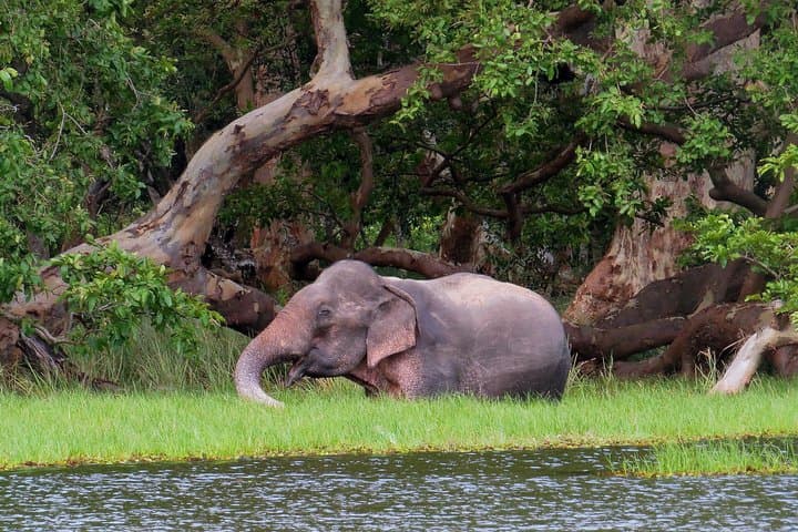 Wilpattu National Park Safari: Leopard, Sloth Bear & Birding from Negombo photo 5