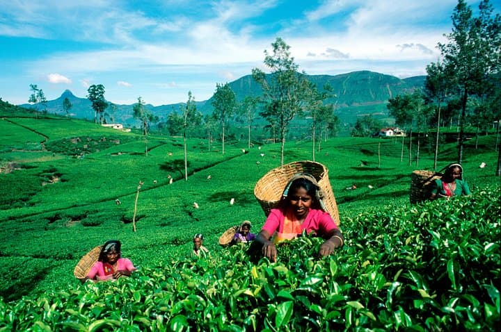 Haputale Highlands Day Trip from Nuwara Eliya — Lipton’s Seat, Dambatenne & Adisham photo 3