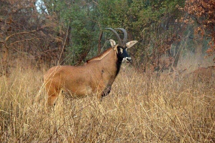 4-Day Skyway Safari to Mole National Park — Mognori Canoe, Larabanga Mosque & Game Drives photo 3