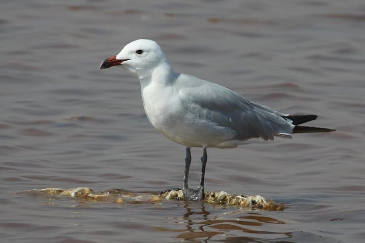 Tavira & Ria Formosa: 5-Day Self-Guided Birdwatching Adventure photo 3