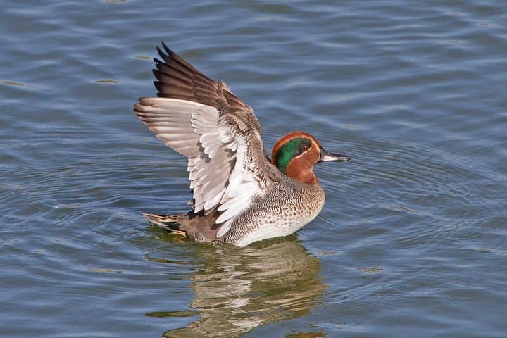 Tavira & Ria Formosa: 5-Day Self-Guided Birdwatching Adventure photo 2