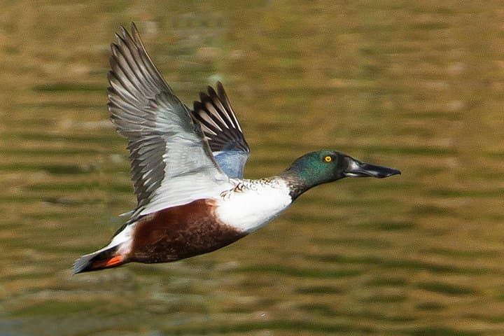 Tavira & Ria Formosa: 5-Day Self-Guided Birdwatching Adventure photo 5