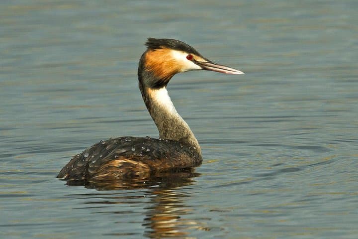 Tavira & Ria Formosa: 5-Day Self-Guided Birdwatching Adventure photo 6