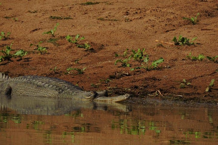Ranthambore Crocodile Safari: Palighat Boat Ride, Village Walk & Hi-Tea photo 4