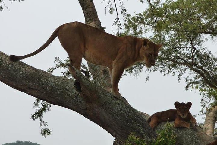 3-Day Queen Elizabeth National Park Safari: Kazinga Channel Boat Ride & Game Drives photo 1