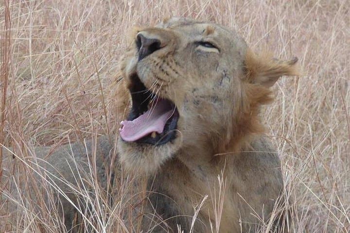 3-Day Queen Elizabeth National Park Safari: Kazinga Channel Boat Ride & Game Drives photo 2