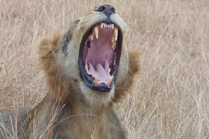 3-Day Queen Elizabeth National Park Safari: Kazinga Channel Boat Ride & Game Drives photo 3