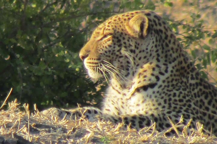 Full-Day Chobe Safari Game Drive from Kasane — Elephants, Lions & River Lunch photo 5
