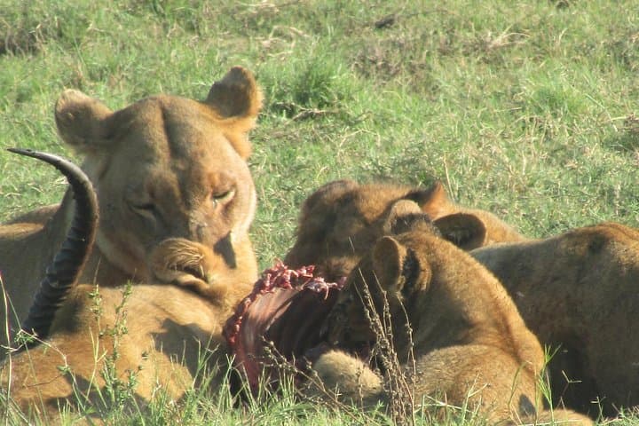 Full-Day Chobe Safari Game Drive from Kasane — Elephants, Lions & River Lunch