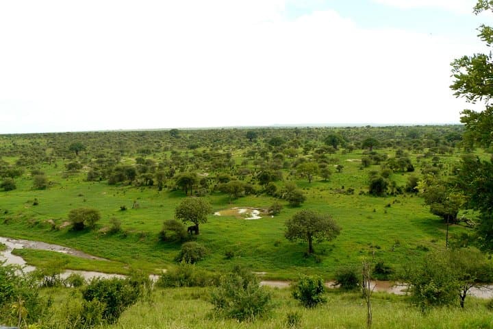 Full-Day Tarangire Safari from Arusha — Day Trip to See Large Elephants & Baobabs photo 3