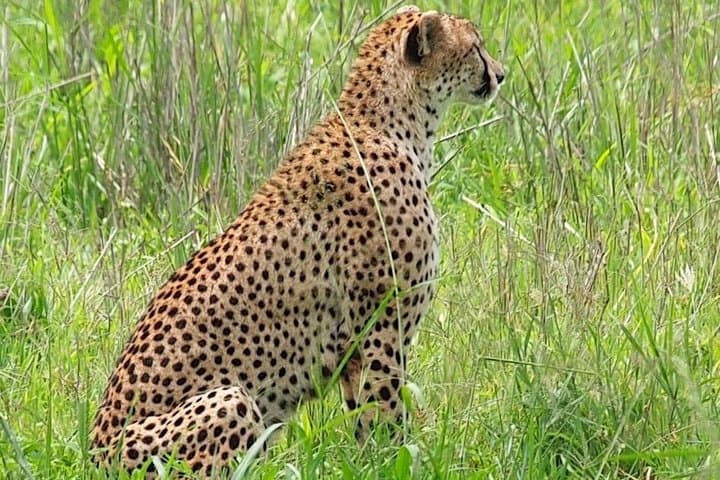 Full-Day Tarangire Safari from Arusha — Day Trip to See Large Elephants & Baobabs photo 4