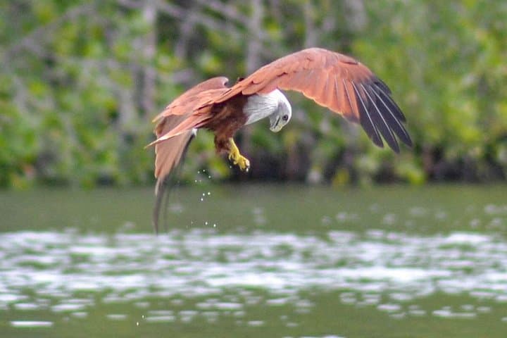 Mangrove Kayaking in Langkawi: Kilim River Eco-Adventure & Bat Cave Visit photo 4