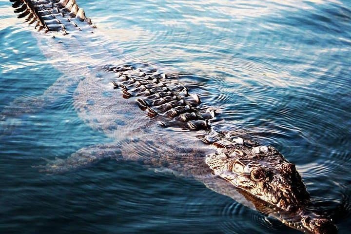 Black River Safari: Crocodile Cruise and YS Falls Day Trip from Kingston photo 3