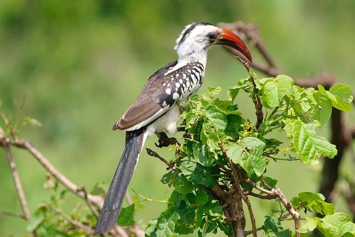 6-Day Private Lodge Safari: Northern Circuit — Serengeti, Ngorongoro & Tarangire photo 6
