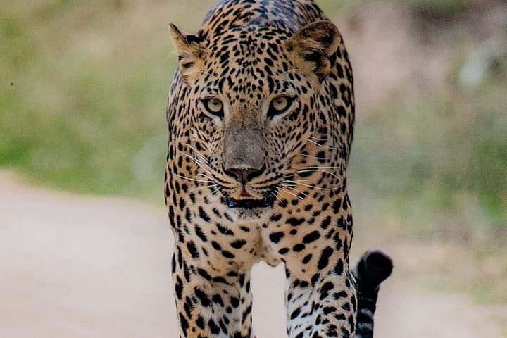 10-Day Sri Lanka Classic Private Tour — Sigiriya to Mirissa with Driver & Hotels photo 4