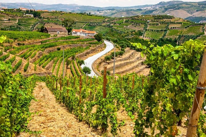 Douro Valley Private Day Trip from Porto — Boat Ride, Quinta Visit & Wine Tasting photo 6