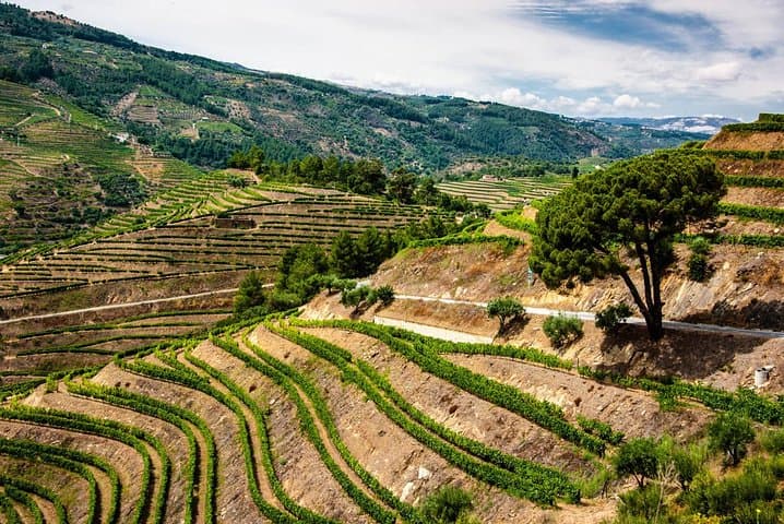 Douro Valley Private Day Trip from Porto — Boat Ride, Quinta Visit & Wine Tasting photo 3