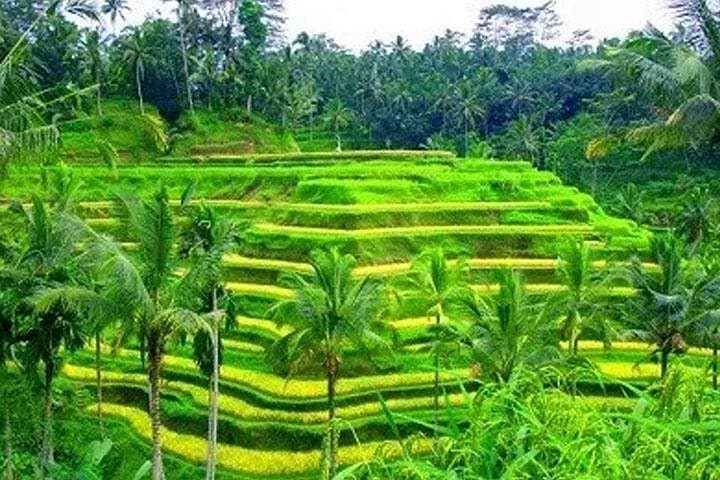 Ubud Full-Day: Holy Water Temple, Mount Batur Views & Tegalalang Rice Terraces photo 1