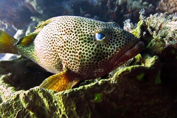 Palancar, Colombia & El Cielo Snorkeling Tour — Cozumel Day Trip photo 5