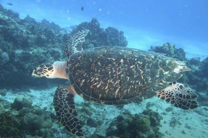 Palancar, Colombia & El Cielo Snorkeling Tour — Cozumel Day Trip photo 2