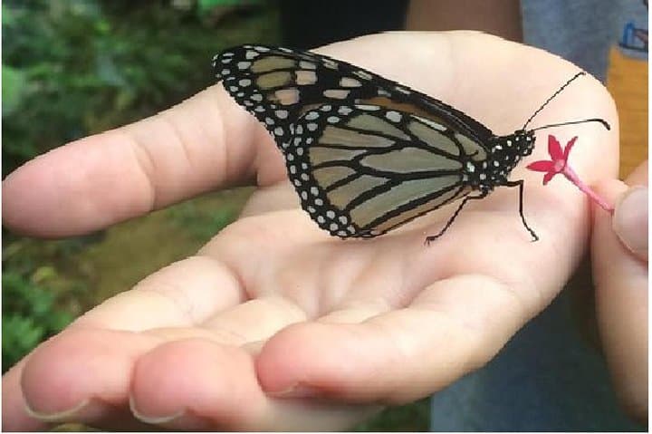 Explore Maui's Only Butterfly Farm: Olowalu Flight House Tour photo 2