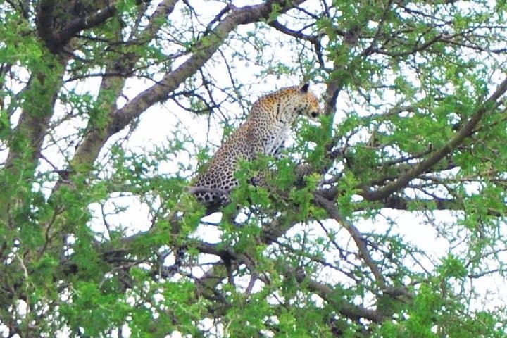 3-Day Private Safari: Serengeti & Ngorongoro Big-5 Adventure photo 3