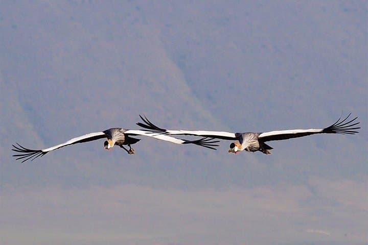 Ngorongoro Crater One-Day Shared Safari — Big Five Game Drive from Arusha photo 4
