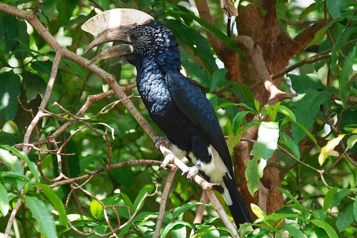 Ngorongoro Crater One-Day Shared Safari — Big Five Game Drive from Arusha photo 5