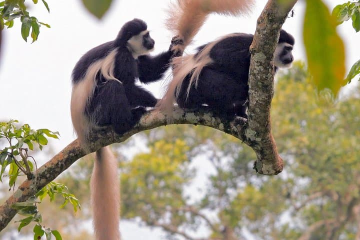 One-Day Private Safari in Arusha National Park — Game Drives, Walking Safaris & Meru Falls photo 2