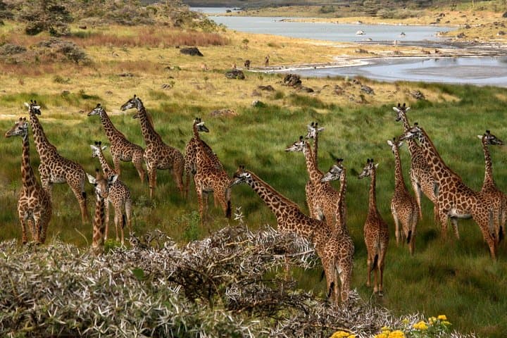 One-Day Private Safari in Arusha National Park — Game Drives, Walking Safaris & Meru Falls photo 3