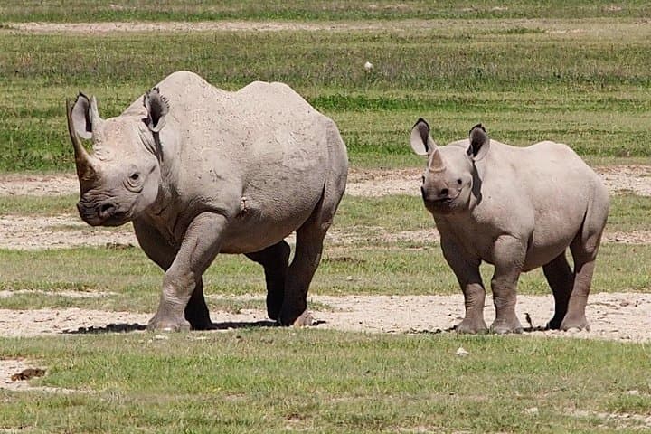 4-Day Shared Safari: Ngorongoro, Tarangire, Manyara & Arusha National Parks photo 2