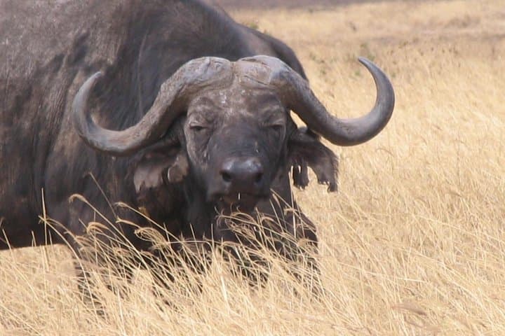 4-Day Shared Safari: Ngorongoro, Tarangire, Manyara & Arusha National Parks photo 4