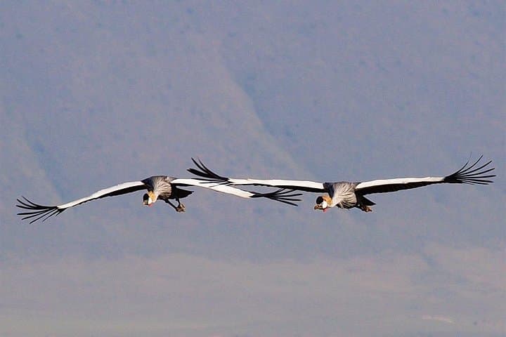 4-Day Shared Safari: Ngorongoro, Tarangire, Manyara & Arusha National Parks photo 6