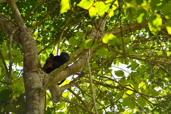Forest and Fisherman Trail: Full-day Forest, Mangroves & Cocoa from Guayaquil photo 2