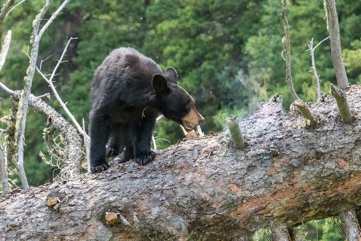 Ultimate Yellowstone Wolf Watching & Wildlife Safari: Private Guided Adventure photo 2