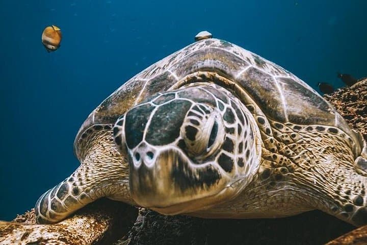 First Scuba Dive in Koh Tao: Discover Coral Gardens and Sea Turtles photo 3