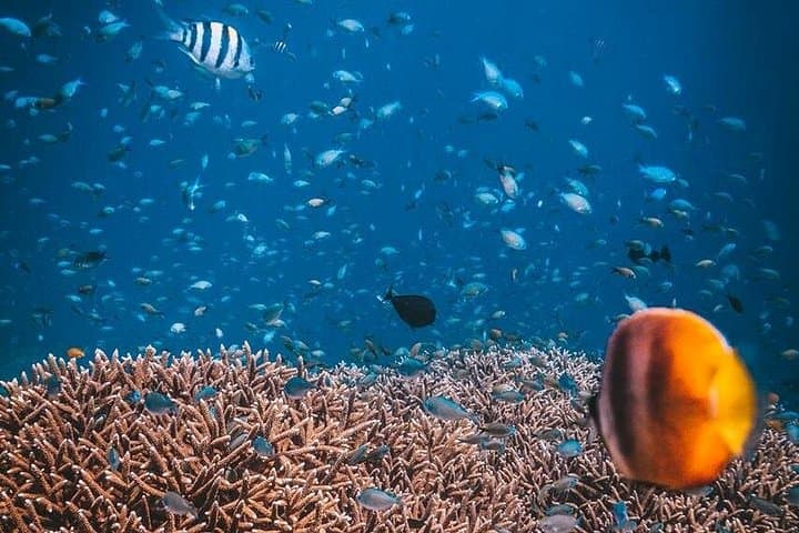 First Scuba Dive in Koh Tao: Discover Coral Gardens and Sea Turtles photo 4