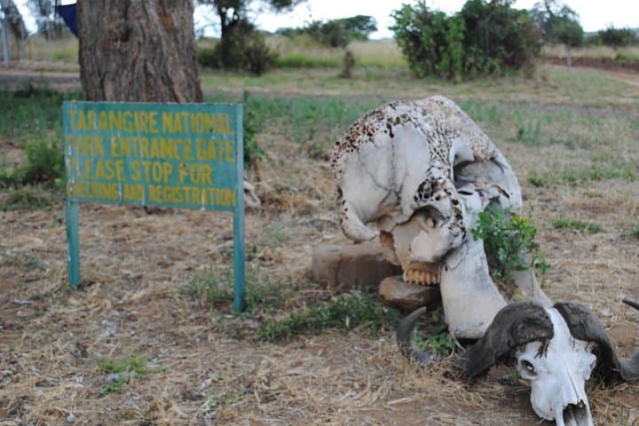 Private Day Safari in Tarangire National Park: Elephants, Baobabs & Game Drives photo 5