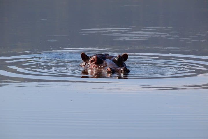 One-Day Private Safari in Ngorongoro Crater: Big Five Game Drive from Arusha photo 4