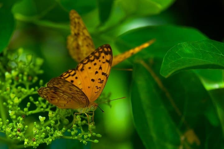 Tibumana Waterfall and Ubud Monkey Forest Private Tour — Waterfalls, Butterflies & Monkeys photo 5