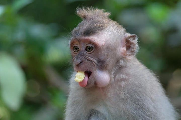 Tibumana Waterfall and Ubud Monkey Forest Private Tour — Waterfalls, Butterflies & Monkeys photo 6