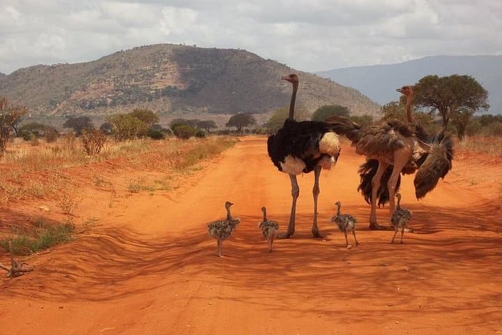 Red Elephant Safari: 3-Day Tsavo & Taita Wildlife Adventure