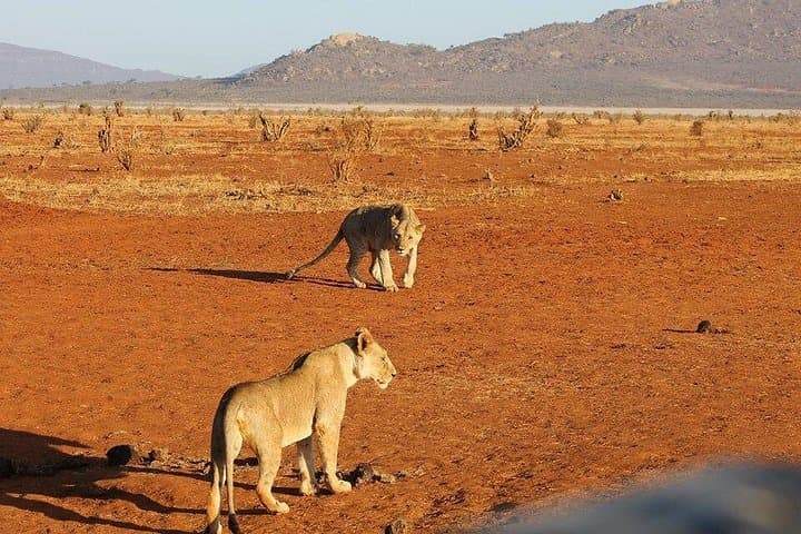 Red Elephant Safari: 3-Day Tsavo & Taita Wildlife Adventure photo 3