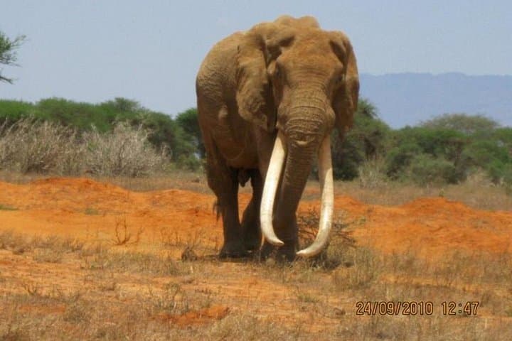 Red Elephant Safari: 3-Day Tsavo & Taita Wildlife Adventure photo 4