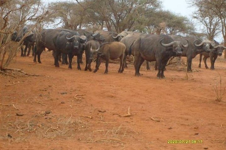 Red Elephant Safari: 3-Day Tsavo & Taita Wildlife Adventure photo 5