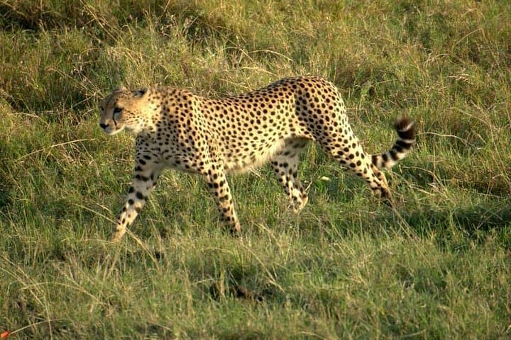 Red Elephant Safari: 3-Day Tsavo & Taita Wildlife Adventure photo 6
