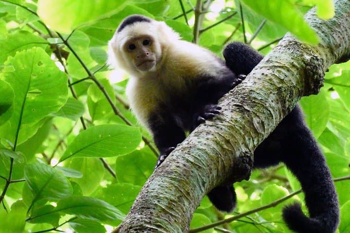 Carara National Park & Pacific Beach Day Tour from San José photo 2