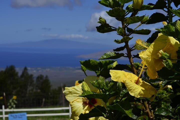 Iao Valley, Ocean Vodka & Aliʻi Kula Lavender Tour — Maui 5‑Hour Cultural Drive photo 5